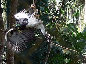 Harpy-eagle-action