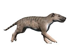 Hyaenodon NT small
