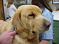 Hypothyroid Labrador retriever 1