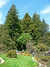 Regional Parks Botanic Garden trees