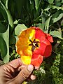 Tulip with mosaicism
