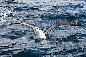 White-capped Albatross (8076884678).jpg