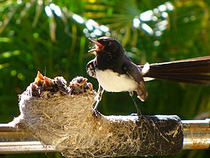 Willy Wagtail nest