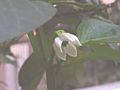 Capsicum Annum Flower