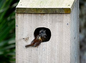 Carolina Wren nesting in a duck box - Flickr - Andrea Westmoreland