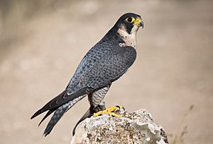 Falco peregrinus - 01
