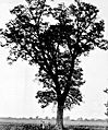 Form of an old growth pecan tree