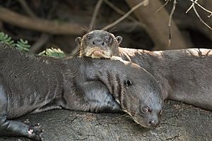 Giant otters (Pteronura brasiliensis).jpg