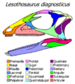 Lesothosaurus skull diagram
