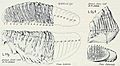 Mammuthus primigenius lectotypes