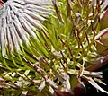 Protea cynaroides 4