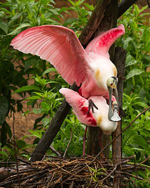 Roseate spoonbills at Smith Oaks Sanctuary, High Island, mating