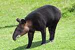 Tapirus pinchaque portrait.jpg