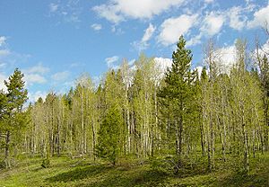 Aspen tree grove in Shoshone National Forest
