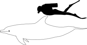 Bottlenose dolphin size.svg