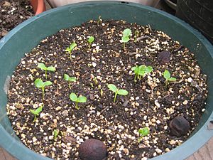 Carica papaya seedlings