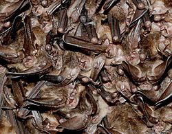 Cluster of hibernating virginia big eared bats