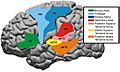Cortical areas that have been shown to be involved in speech processing fnhum-06-00099-g005