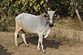Cow near Bhopal India 01
