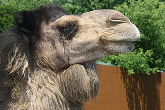 Dromedary camel at Lehigh Valley Zoo