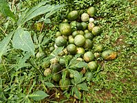 Fruit de Cucumeropsis mannii.jpg