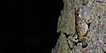 Gray Treefrog (Hyla versicolor) Montgomery Co. Texas. photo by W. L. Farr