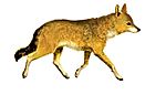 La vita degli animali descrizione generale del regno animale di A. E. Brehm Mammiferi (1872) Canis aureus syriacus mod.jpg