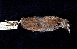 Naturalis Biodiversity Center - ZMA.AVES.14292 - Atlantisia rogersi Lowe, P.R. , 1923 - Rallidae - skin specimen