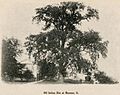Old Indian Elm at Maumee, Ohio - DPLA - 94c3734b1484eca5f274564b8202127a (page 1) (cropped)