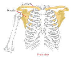 Pectoral girdle front diagram.svg