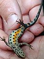 Schiermonnikoog - Kleine watersalamander (Lissotriton vulgaris) cropped