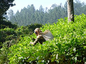 Sri Lanka-Province du Centre-Cueilleuse de thé (3).jpg