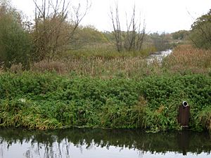 The Glastonbury Canal and Meare Heath (geograph 2671996)