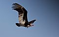 Trigonoceps occipitalis -Kruger National Park, South Africa -flying-8.jpg