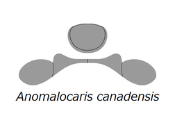 20210516 Radiodonta head sclerites Anomalocaris canadensis