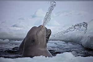 Belugas whales