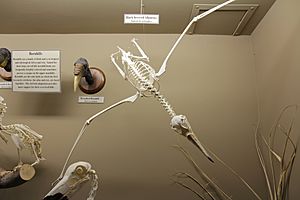Black-browed Albatross skeleton