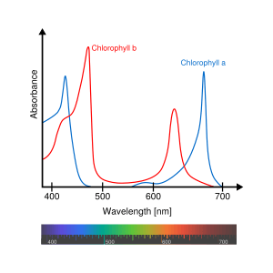 Chlorophyll ab spectra-en