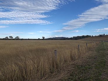 Fields 2 at Mount Mort, Queensland.jpg