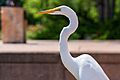 Great Egret - Centennial Lakes Park, Edina, Minnesota