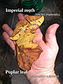 Imperial-moth-camouflaged-with-leaf