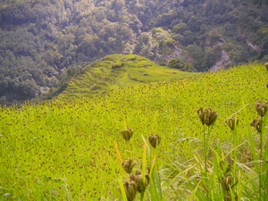 Millet fields in Annapurna