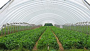 Strawberry greenhouse Ukraine