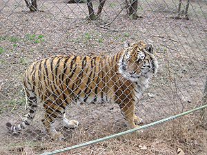 Tiger at Carolina Tiger Rescue.jpg