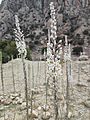 Wild Drimia Maritima in Iran