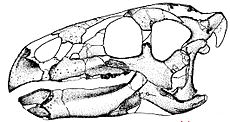 Zalmoxes skull