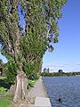 Albert Park Lake & Swan