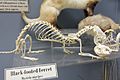 Black-footed ferret skeleton