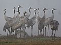 Common cranes before sunrise