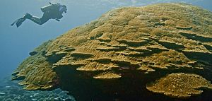 Coral colony at Ta’u Island in American Samoa